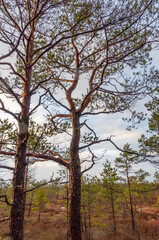 A crooked pine tree stands out in forest. Dynamic perspective, unique tree shape, vibrant forest, straight trees, nature focus, serene atmosphere, emphasizing natural uniqueness and balance.