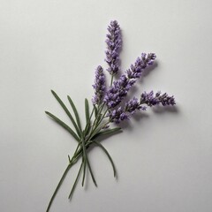 A single lavender sprig with soft purple tones, arranged on a white surface.