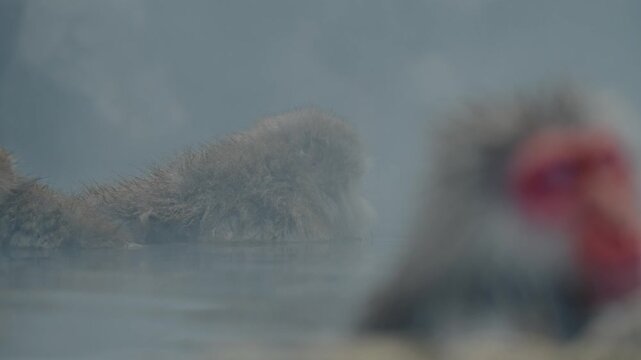 Discover the serene beauty of a snow monkey deep in thought while soaking in the hot springs of Jigokudani Onsen.