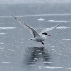 An arctic tern gliding over a frozen lake, its wings barely moving.

