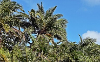 Close up of green palm trees and blue sky
