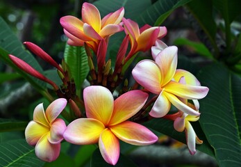 Close up of red Frangipani flowers