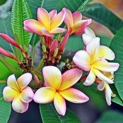 Close up of red Frangipani flowers