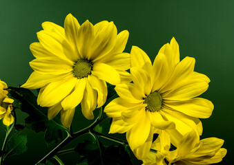 Close-up of Bright Yellow Chrysanthemum Copa Flowers