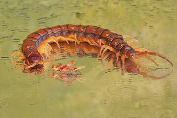 A centipede ready to prey on a cricket. This multi-legged animal has the scientific name Scolopendra morsitans.