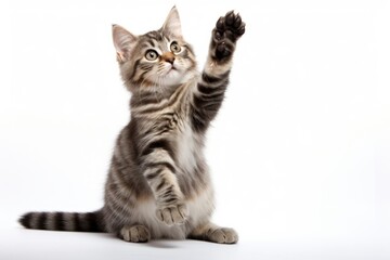 Fototapeta premium Mammal animal kitten pet.