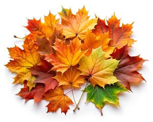 Fototapeta premium autumn maple leaves isolated on a white background