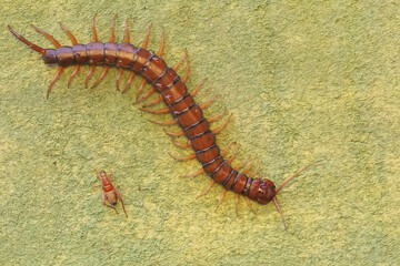 A centipede ready to prey on a cricket. This multi-legged animal has the scientific name...