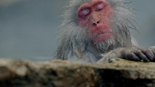 Japanese snow monkey (macaque) soaking in the warm waters of an onsen at Jigokudani Monkey Park, Japan.