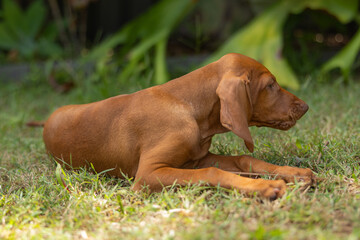 Hungarian Vizsla puppy dog looking cute lying down playing with long grass