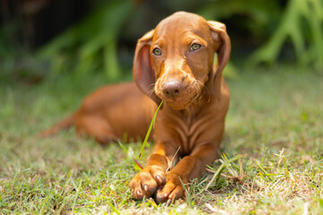 Hungarian Vizsla puppy dog looking cute lying down playing with long grass