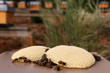 Natural honeycomb with bees working in outdoor hive.