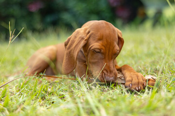 Hungarian Vizsla puppy dog looking cute lying down playing with long grass