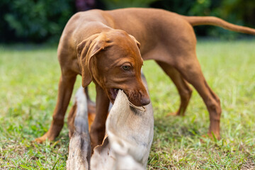 Hungarian Vizsla puppy dog looking cute playing with palm leaves