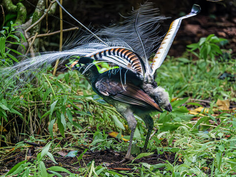 Dancing lyrebird In Thick Bush