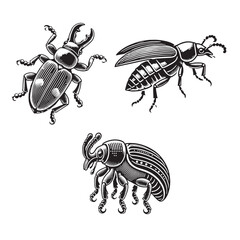 High-Quality Monochrome Vector Silhouettes of the Pepper Weevil Isolated on a White Background