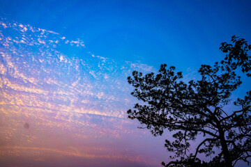 山頂の朝日と木々(タイ)