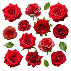 Beautiful Red Roses Collection Floral Design Elements love buds dark rich bloom green     