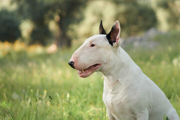 A white bull terrier sits outdoors, looking off into the distance, surrounded by trees and greenery. The natural setting and calm demeanor of the dog create a peaceful outdoor scene.