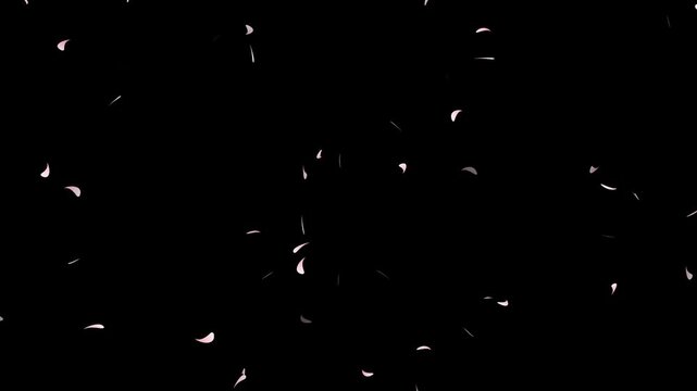 cherry blossom animated background with transparent background, Cherry blossom petal falling with alpha channel.
 sakura flowers with petal on white background. Cherry blossom petals dance in wind.