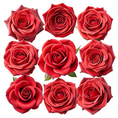 Fototapeta premium Nine Red Roses Beautiful Floral Pattern Dark Background card love black bloom plant image 