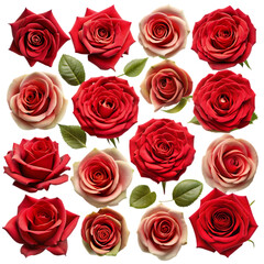 Beautiful Red and Cream Roses Floral Design Background love dark life image photo macro   