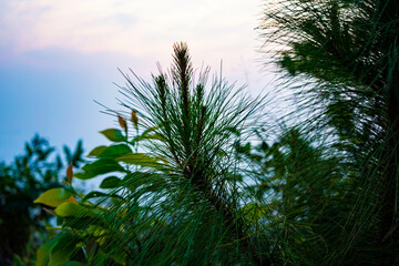 朝日を待つ(タイ)