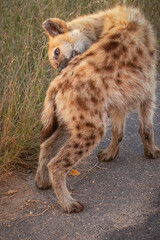 Obraz premium A spotted hyena cub hanging around near the den, grooms its flank as it cleans itself and looks for pests in its fur coat in a game reserve in South Africa.