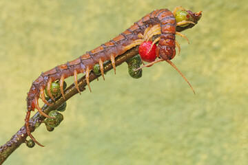 A centipede hunting small insects in the bushes. This multi-legged animal has the scientific name...