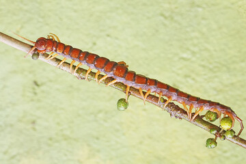 A centipede hunting small insects in the bushes. This multi-legged animal has the scientific name Scolopendra morsitans.
