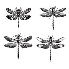 Set of 4 Monochrome Vector Silhouettes of the Ringed Dragonfly Isolated on a White Background