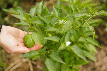 Hand holding a green pepper next to a pepper plant in garden