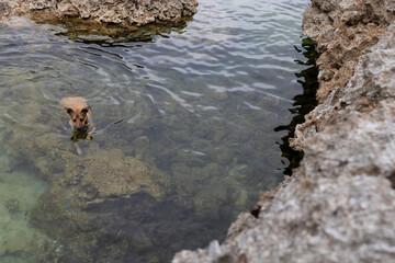 Brown dog swims in clear water