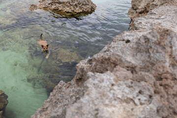Brown dog swims through Hawaii cove