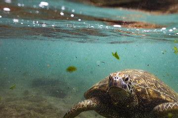 Obraz premium Large green sea turtle swims in ocean