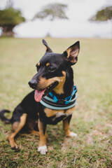 mixed breed dog sits in park