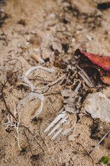 Hawaii beach with plastic waste
