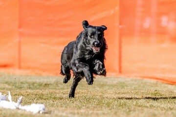 Flat-coated Retriever Running Lure Course Sprint Dog Sport