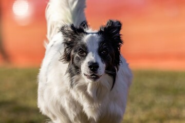 Border Collie Running Lure Course Sprint Dog Sport
