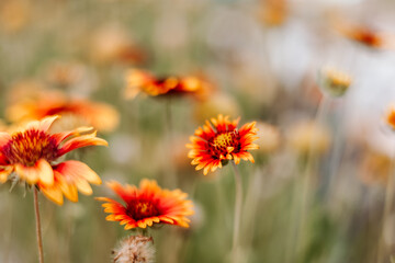 Yellow and Orange Flowers at Bahamas