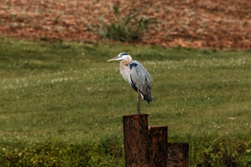 Great Blue Heron Sitting by Pond
