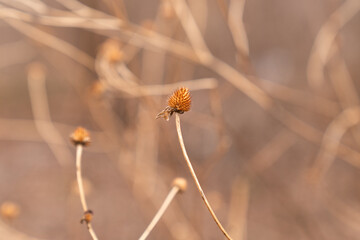 Nature’s Resilience: A Spiked Flower Core