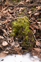 Moss Emerging Through Autumn’s Blanket