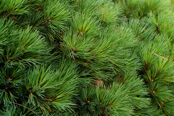 Intricate Details of Pine Needles