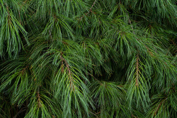 Admiring A Pine's Long Needles