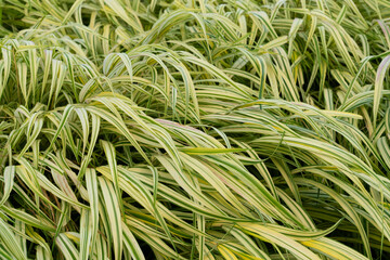 Yellow and Green Variegated Grasses