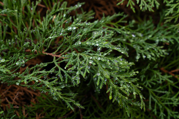 Raindrops on an Evergreen Branch