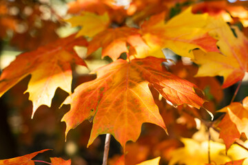 The Detail of a Fall Leaf