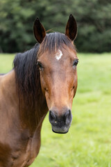 Obraz premium Brown Horse Looking at Camera in Green Pasture Close up