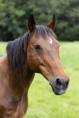 Close up Horse Face Looking off Camera with Green Rural Background